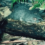 Brush-tailed Phascogale