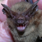 Eastern Long-eared Bat