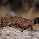 Granite Thick-tailed Gecko