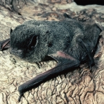 Hoary Wattled Bat