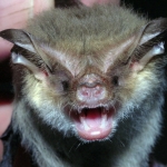 South-eastern Long-eared Bat