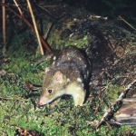 Spotted tail Quoll