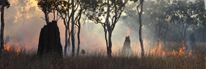 ngukurr_termite-mounds-and-fire