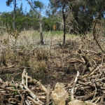 Image 11: First pile burn of coral trees - after the burn